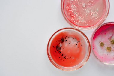 膽紅素(Bb)酶聯免疫elisa試劑盒